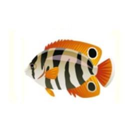 Safari Angelfish